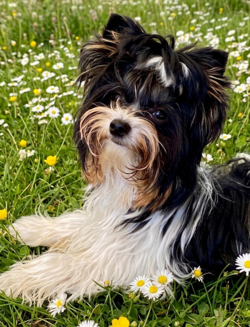 Unsere Hunde - Cody