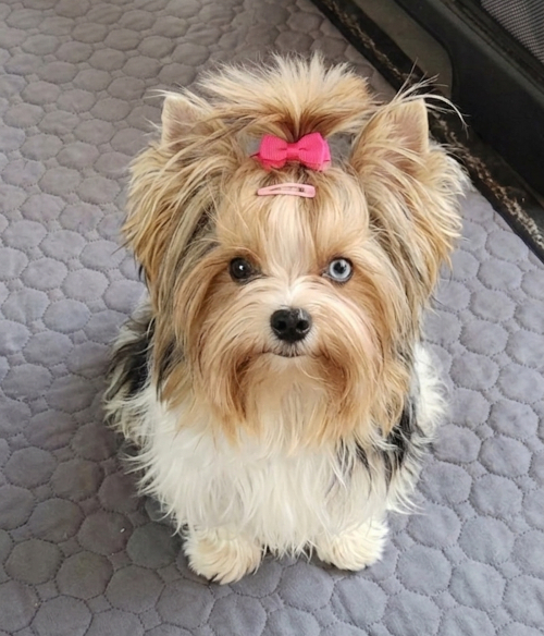 Unsere Hunde - Millie