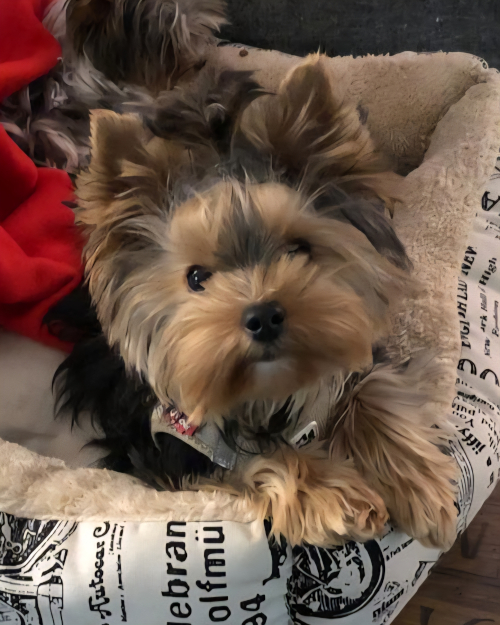 Unsere Hunde - PIJVI