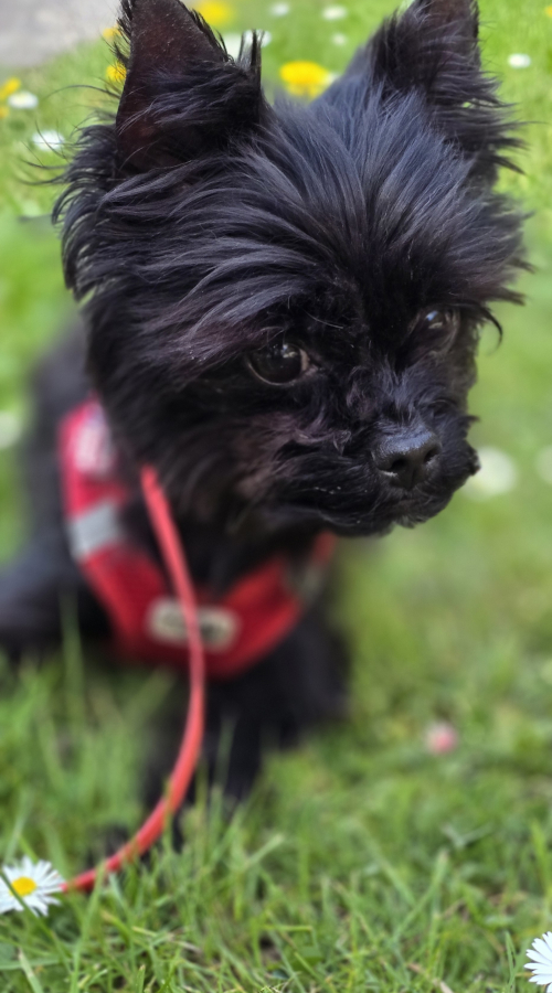 Unsere Hunde - Tuuli